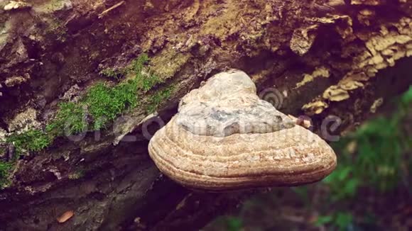 干树上的大蘑菇野生大自然视频的预览图