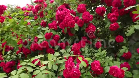 情人节花园里美丽的红玫瑰视频的预览图