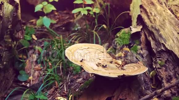 干树上的大蘑菇野生大自然视频的预览图