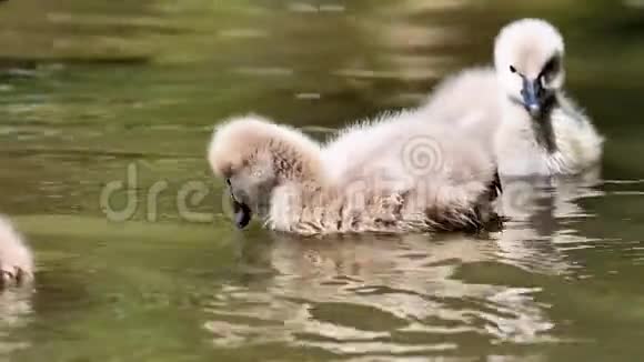 小黑天鹅在湖里游泳可爱的毛茸茸的天鹅漂浮在水面上寻找食物和清洁自己4k镜头视频的预览图