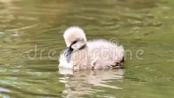 小黑天鹅在湖里游泳可爱的毛茸茸的天鹅漂浮在水面上寻找食物和清洁自己4k镜头视频的预览图
