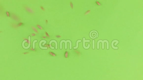 掉落的黑麦颗粒在旋转的绿色屏幕上隔离视频的预览图