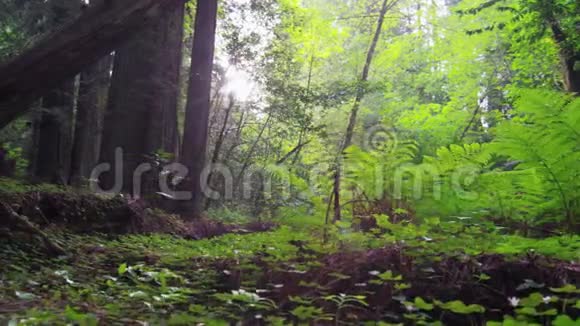 阳光透过红杉林中的树木视频的预览图