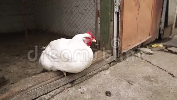 鸡坐在院子里鸡舍的门槛上一只躺在院子里的白母鸡视频的预览图