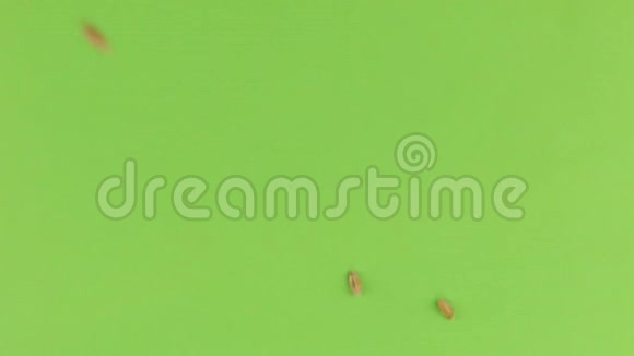 掉落的麦粒在旋转的绿色屏幕上隔离视频的预览图