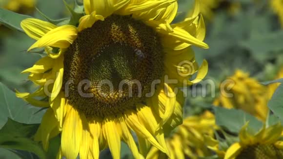 合上太阳花和黄蜂在缓慢地飞行视频的预览图