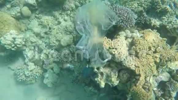 垃圾塑料袋漂浮在海洋中的珊瑚礁上视频的预览图
