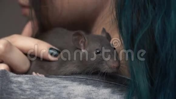 家小宠物棕鼠正坐在女孩肩膀上近点视频的预览图