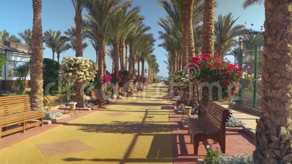 埃及酒店的景观视频的预览图
