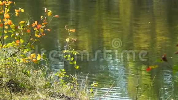 河岸或湖岸上有五颜六色叶子的灌木丛视频的预览图