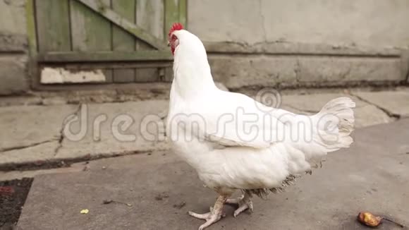 鸡在有机农场的院子里走来走去寻找食物母鸡看上去很警惕在后台运行视频的预览图