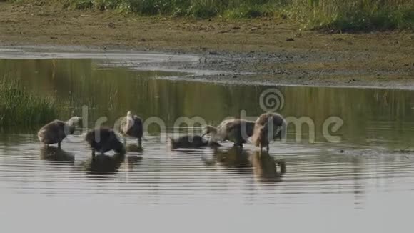 雪绒花鹅漂浮在沼泽中视频的预览图