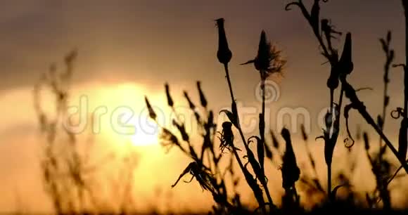 一片草地的剪影在夕阳的映衬下从风中激荡视频的预览图