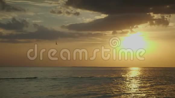夕阳西下海鸥在太阳圆盘的背景下飞翔视频的预览图