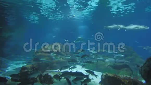 带鱼和鲨鱼的水族馆视频的预览图