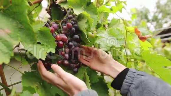 女人亲手采摘自己在红葡萄葡萄园收获的一串葡萄有机手工食品理念视频的预览图