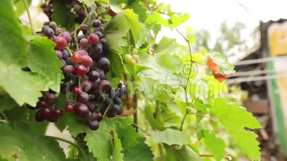 特写一串多汁的多色葡萄在一根树枝上长出绿叶葡萄收获的背景模糊视频的预览图