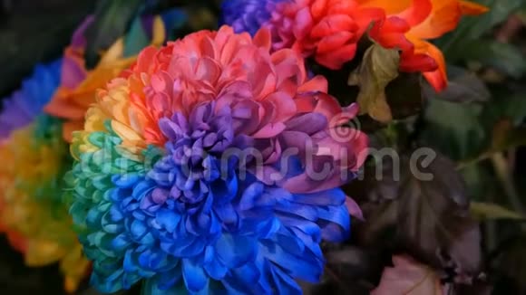 美丽异常有趣的多色彩虹牡丹雏菊玫瑰花卉的选择不寻常的花色视频的预览图