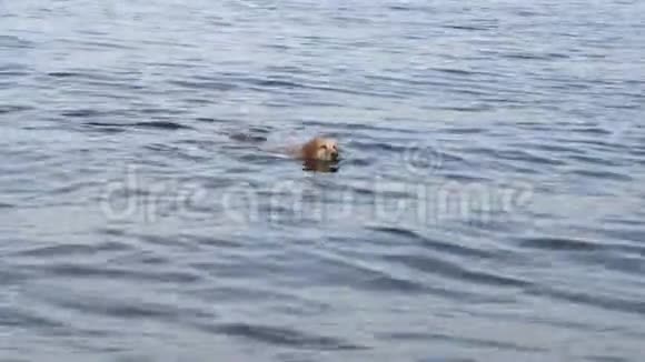 秋天阳光明媚的早晨狗在河里游泳视频的预览图