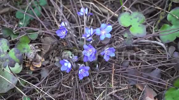 四月在干燥的森林里有蓝色的雪花视频的预览图