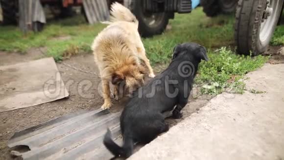 两只可爱的狗在院子里玩耍户外成年多色家犬群视频的预览图