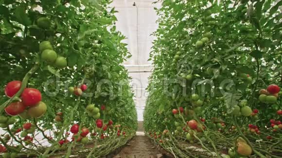温室中番茄的追踪镜头视频的预览图