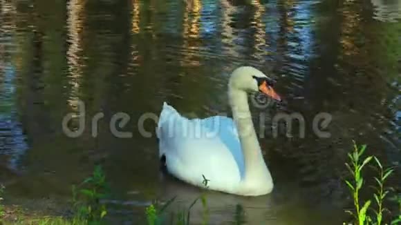 一对美丽的白色天鹅鸟漂浮在湖面上天鹅从池塘底部吃海藻一个小小的春湖视频的预览图
