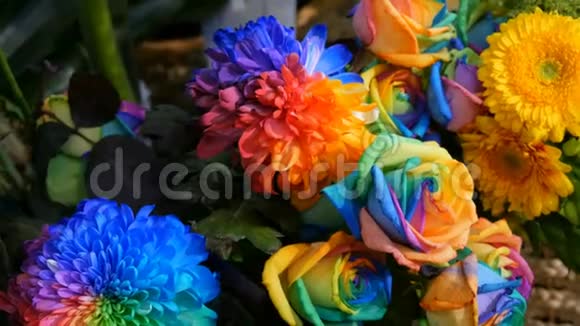 美丽异常有趣的多色彩虹牡丹雏菊玫瑰花卉的选择不寻常的花色视频的预览图