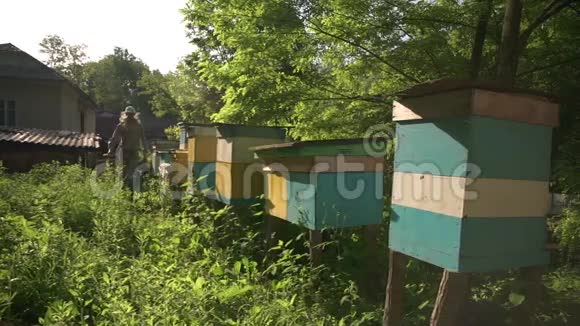 养蜂人来蜂箱采集蜂蜜绿色花园里阳光明媚的一天视频的预览图