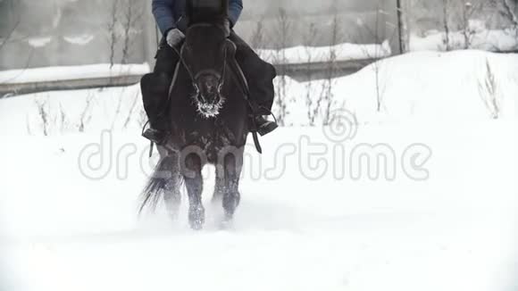 马术运动一匹在雪地里散步的马视频的预览图