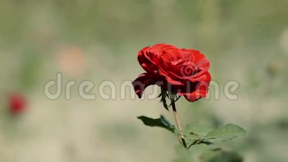 野红玫瑰视频的预览图