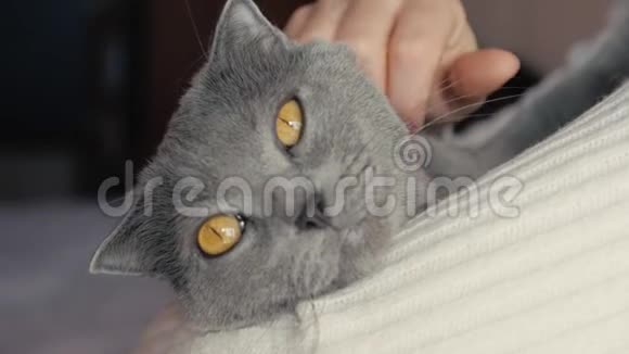 一个女孩抱着一只猫在怀里抚摸它灰色的英国斜角猫视频的预览图