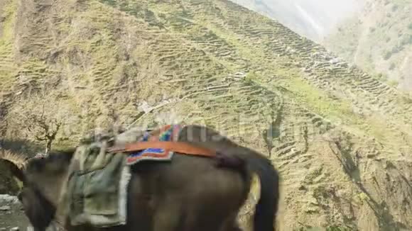 驴在尼泊尔的道路上运输货物玛纳斯鲁山上巡回跋涉视频的预览图