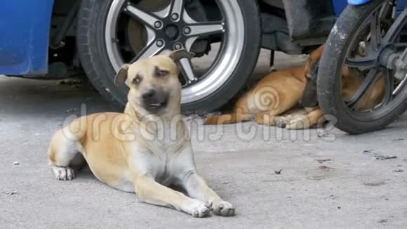 两只无家可归的红狗躺在沥青路上动作缓慢泰国芭堤雅视频的预览图