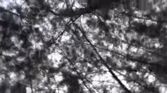 仰望森林相机快速旋转视频的预览图