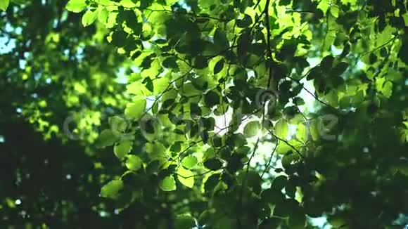 森林树木和绿叶在阳光下发光视频的预览图
