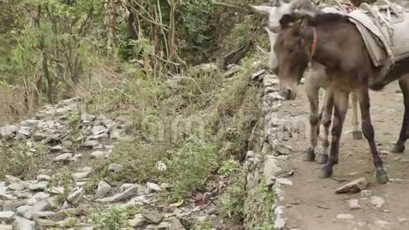 驴在尼泊尔的道路上运输货物玛纳斯鲁山上巡回跋涉视频的预览图