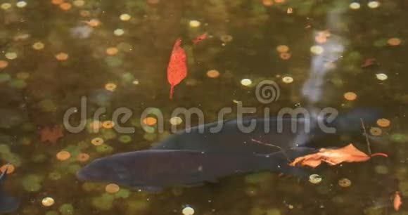日本静冈箱根神社池塘里的鲤鱼视频的预览图