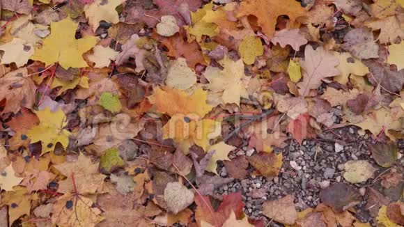 森林中地上树木的秋叶视频的预览图