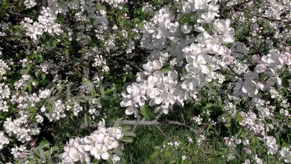 苹果开花春天苹果树在开花视频的预览图