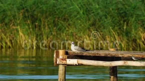 一只小海鸥坐在木墩上休息鸟沿着海鸥附近的木墩走小波c视频的预览图