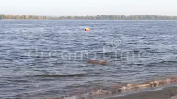 秋天阳光明媚的早晨狗在河里游泳视频的预览图