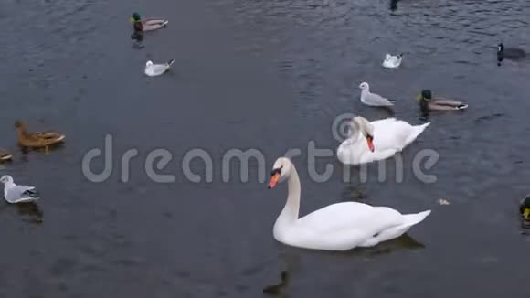 河里有美丽的白色天鹅和水中的鸭子视频的预览图