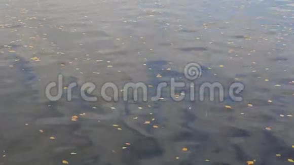 水上黄叶视频的预览图