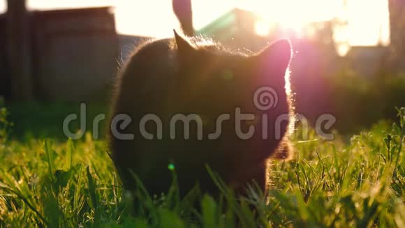 日落时分猫坐在花园里的草地上日落时猫在外面玩视频的预览图