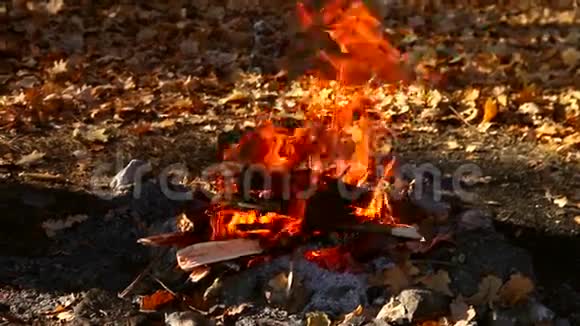 森林中篝火的炽热火焰视频的预览图