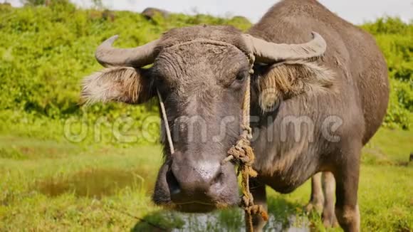 菲律宾水牛在田里面的特写视频的预览图