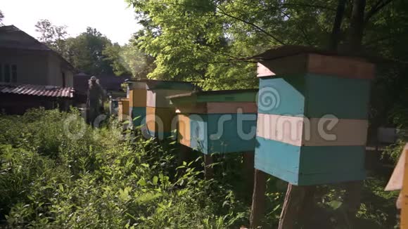 养蜂人来蜂箱采集蜂蜜绿色花园里阳光明媚的一天视频的预览图