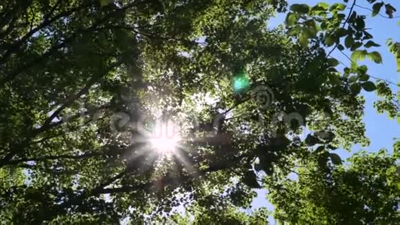 枫树之间的太阳光视频的预览图