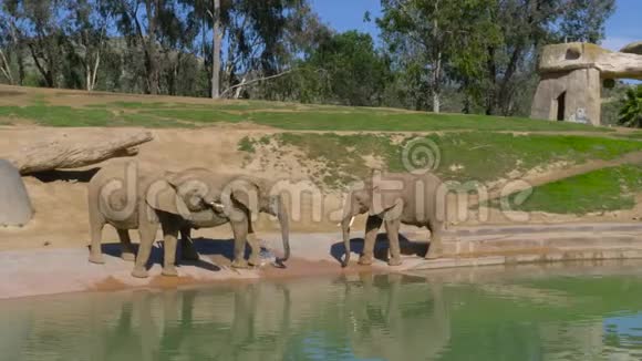 小象在水坑附近玩耍视频的预览图